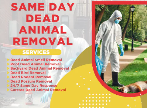 Pakenham Dead Animal Removal